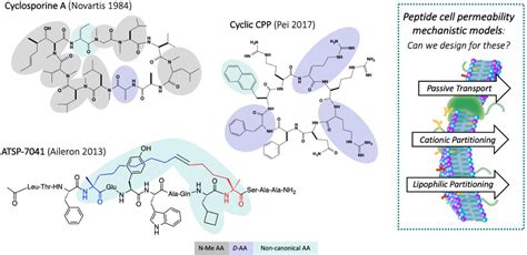 cyclic peptide therapeutics.